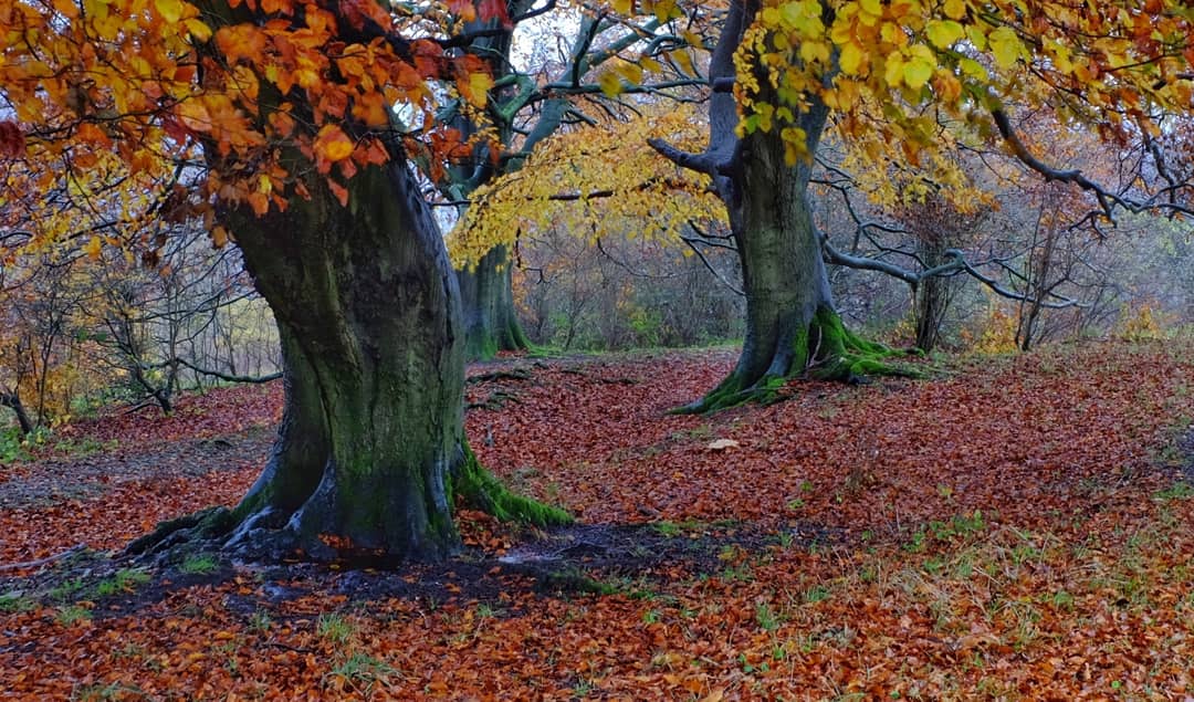Colourful Autumnal trees at Haresfield Beacon